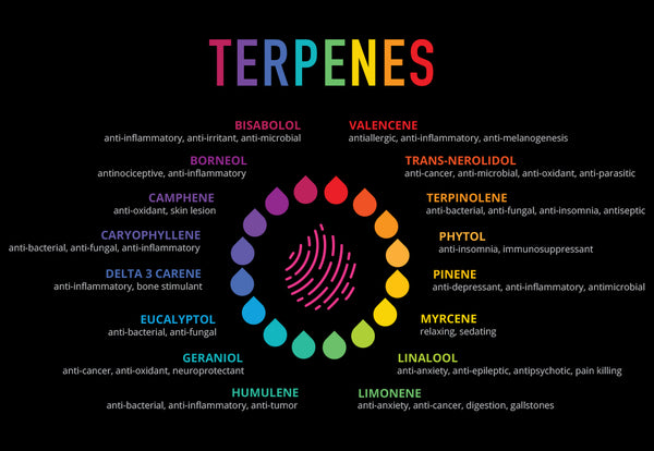 What Are Terpenes & Why Do They Matter? | Pure Craft