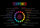 What Are Terpenes & Why Do They Matter?