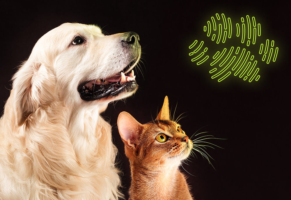 Is It Safe To Give Cats & Dogs CBD?