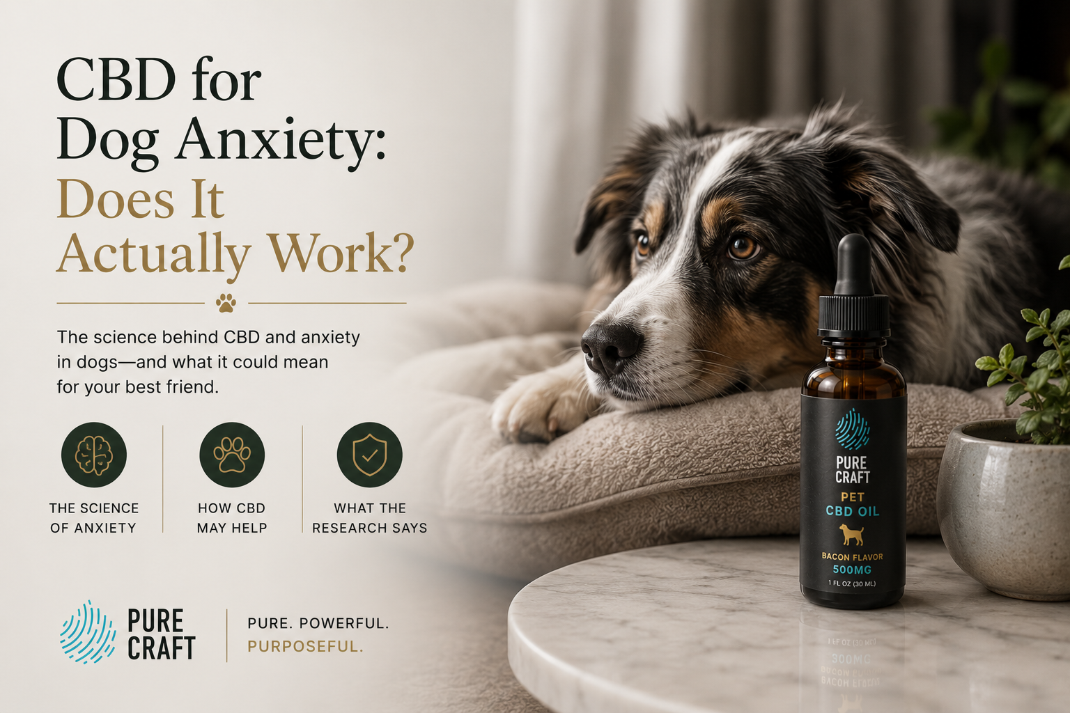 CBD for Dog Anxiety: Does It Actually Work? | PureCraft CBD