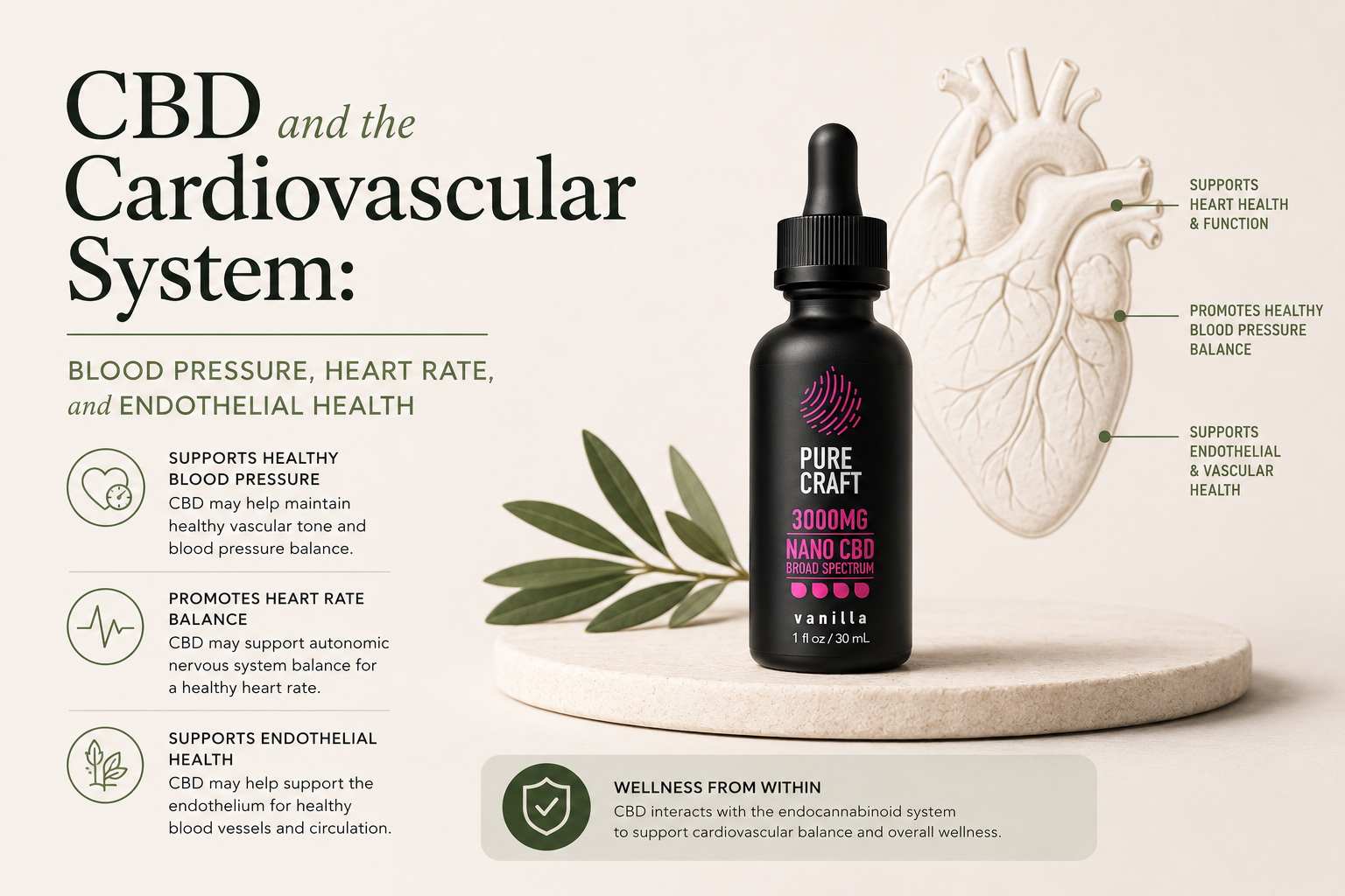 CBD and the Cardiovascular System: Blood Pressure, Heart Rate, and Endothelial Health | PureCraft CBD
