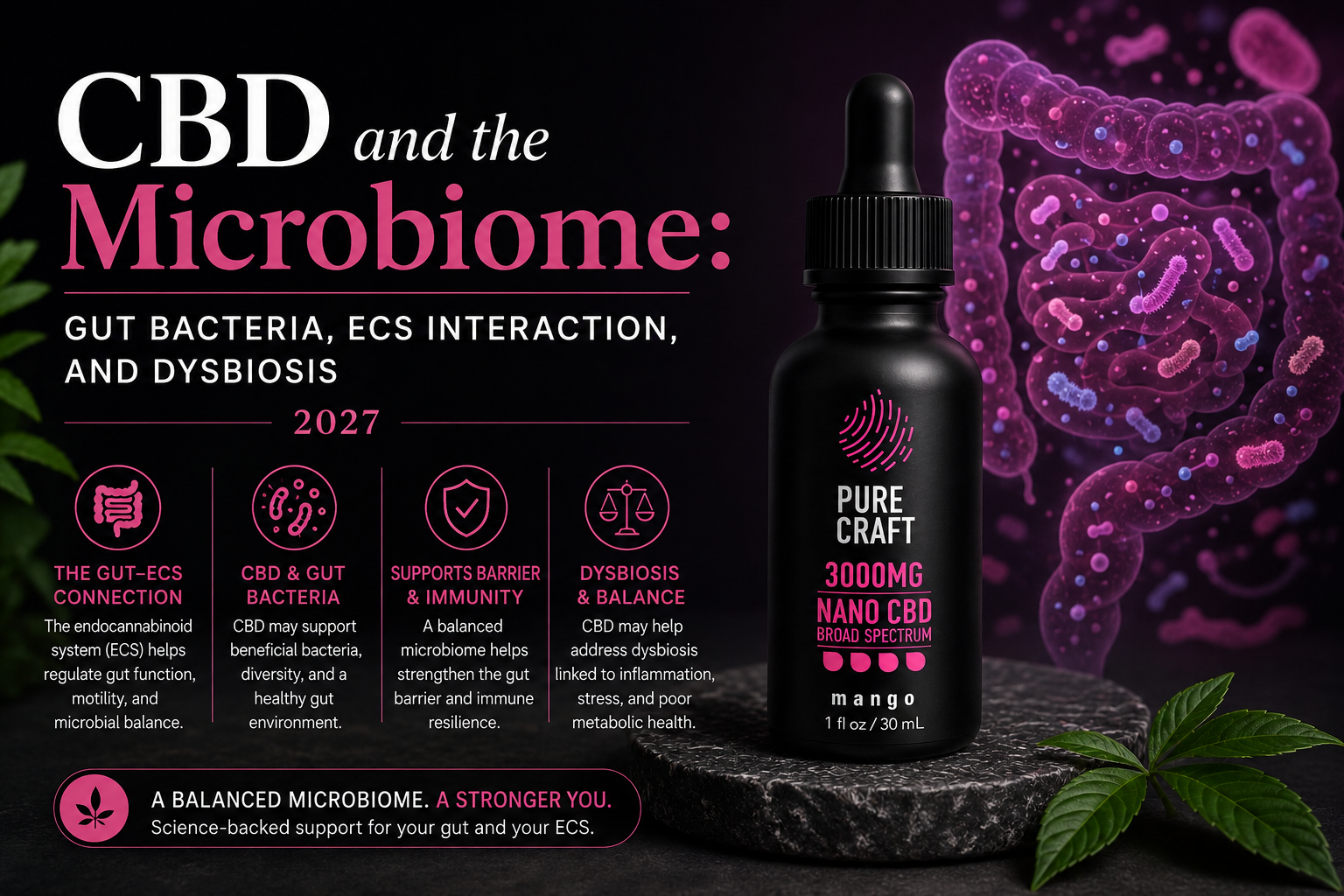 CBD and the Microbiome: Gut Bacteria, ECS Interaction, and Dysbiosis 2027 | PureCraft CBD