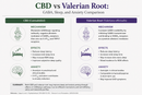 CBD vs Valerian Root: GABA, Sleep, and Anxiety Comparison | PureCraft CBD