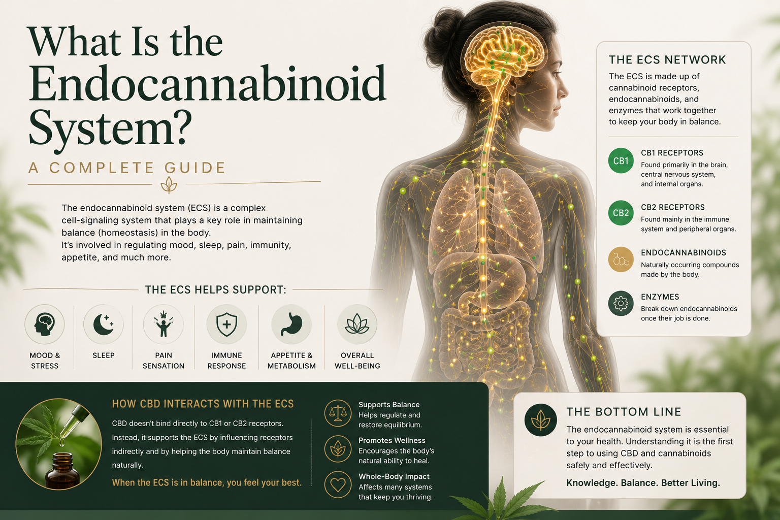 What Is the Endocannabinoid System? A Complete Guide | PureCraft CBD