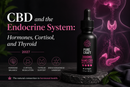 CBD and the Endocrine System: Hormones, Cortisol, and Thyroid 2027 | PureCraft CBD