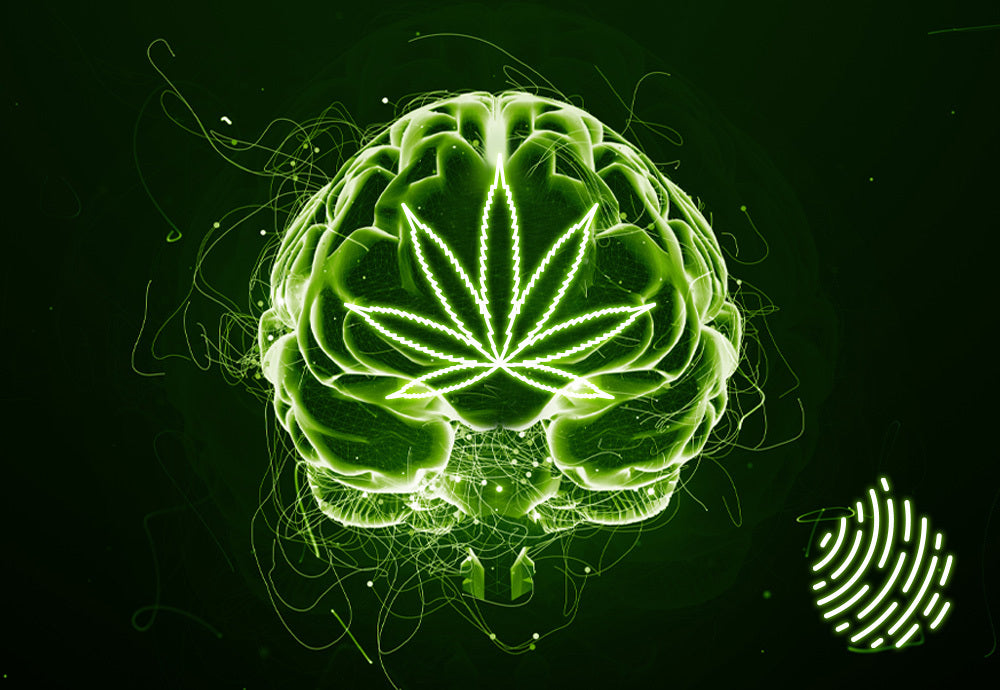CBD, THC & PTSD: Where Cannabis Fits Into PTSD Treatment