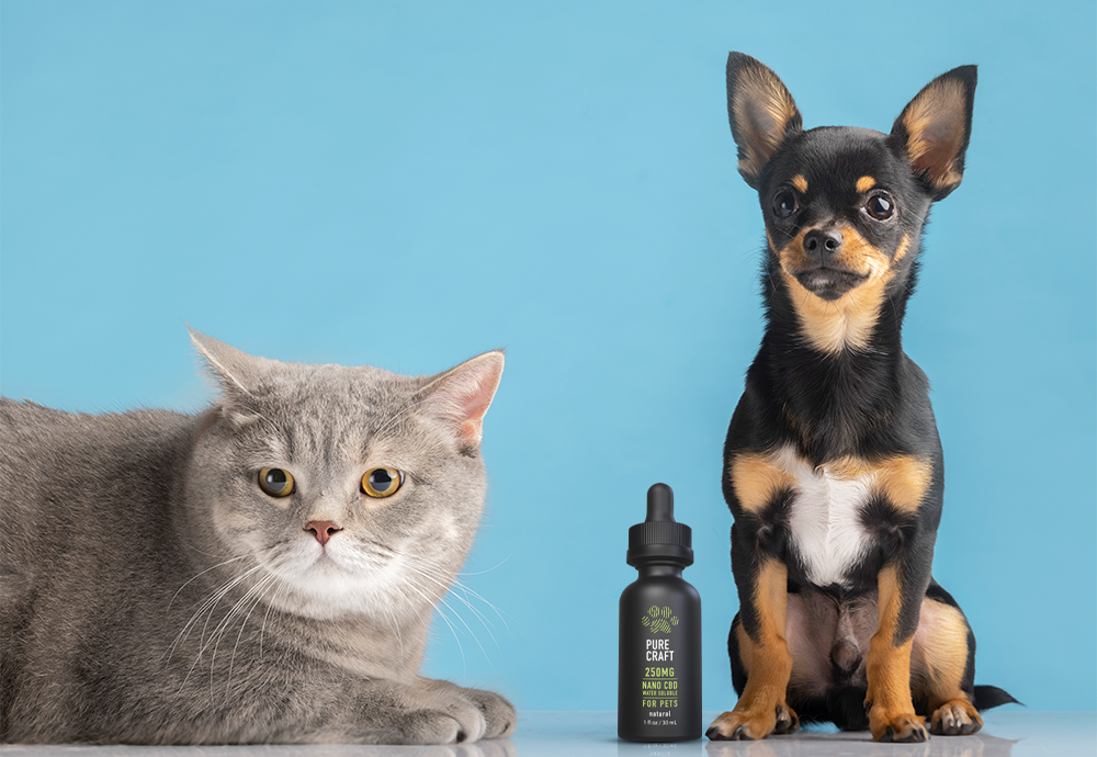 CBD For Pets: Is It Legal?