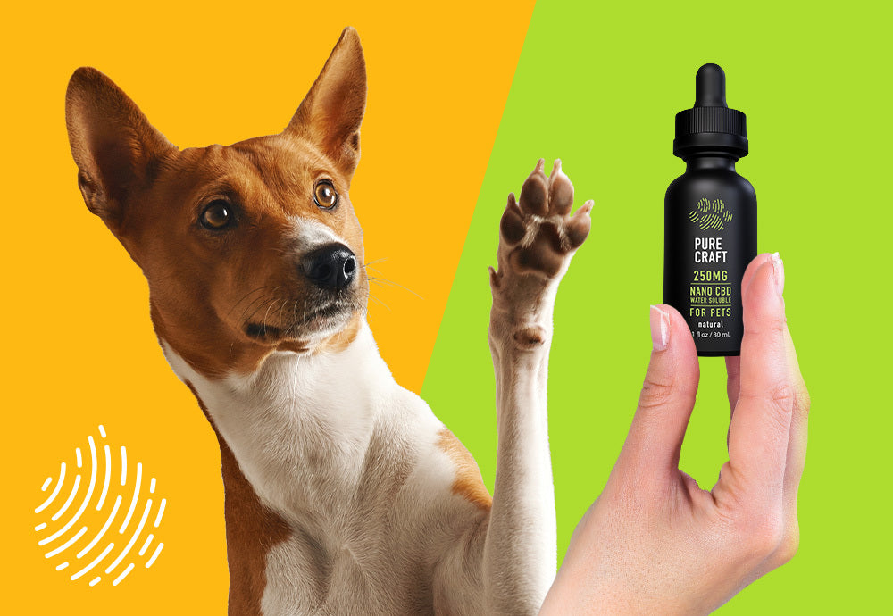 How To Use CBD Oil To Relieve Your Pet's Pain [Guide]