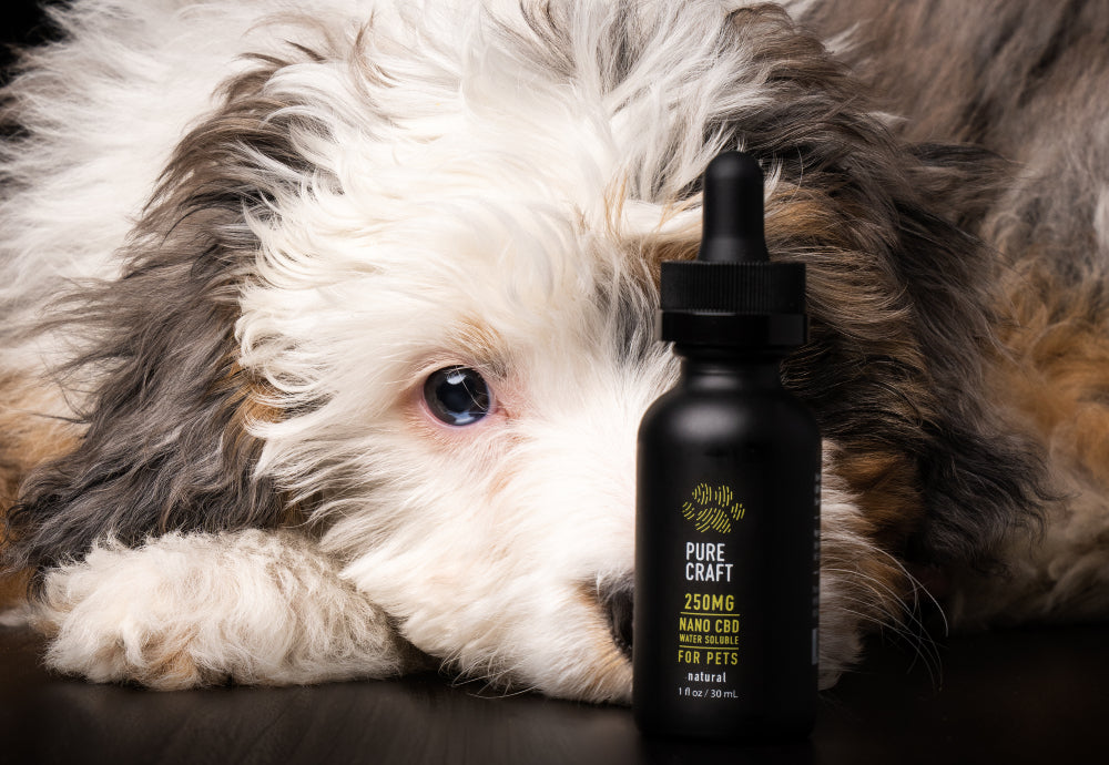 can i give my dog cbd thc tincture